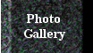 Westfield Baseball Photo Gallery